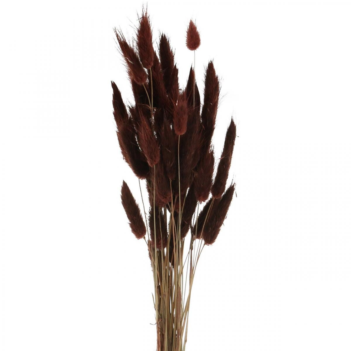 Trockenblume Trockenfloristik Deko-Gras Lagurus Braun, Samtgras, Florists Products, Höhe 5 cm