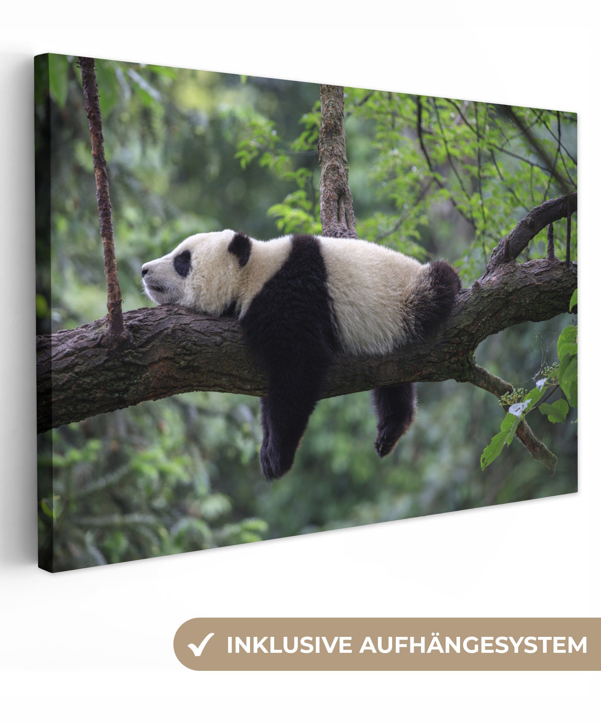 OneMillionCanvasses® Leinwandbild Panda - Baum - Tiere - Natur, Fotodruck ( günstig online kaufen