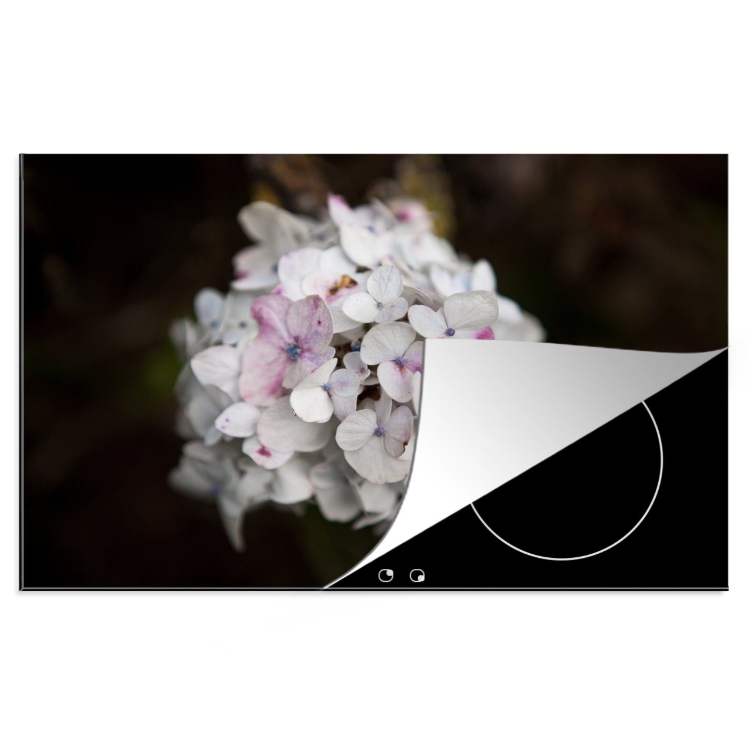 MuchoWow Herdblende-/Abdeckplatte Weiße Hortensie vor schwarzem Hintergrund, Vinyl, (1 tlg), 81x52 cm, Induktionskochfeld Schutz für die küche, Ceranfeldabdeckung