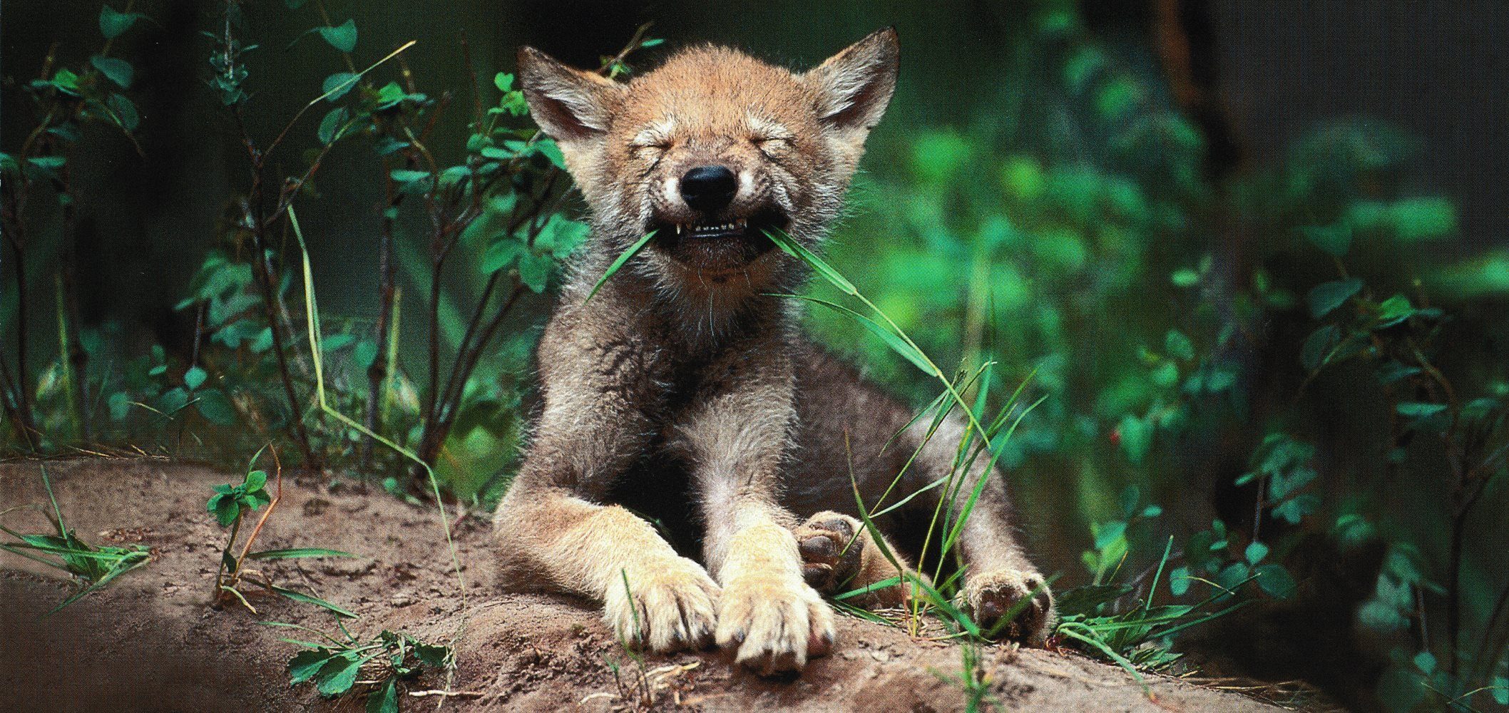 GEO-Edition "Wolfswelpe", Erwachsene XXL- Postkarte