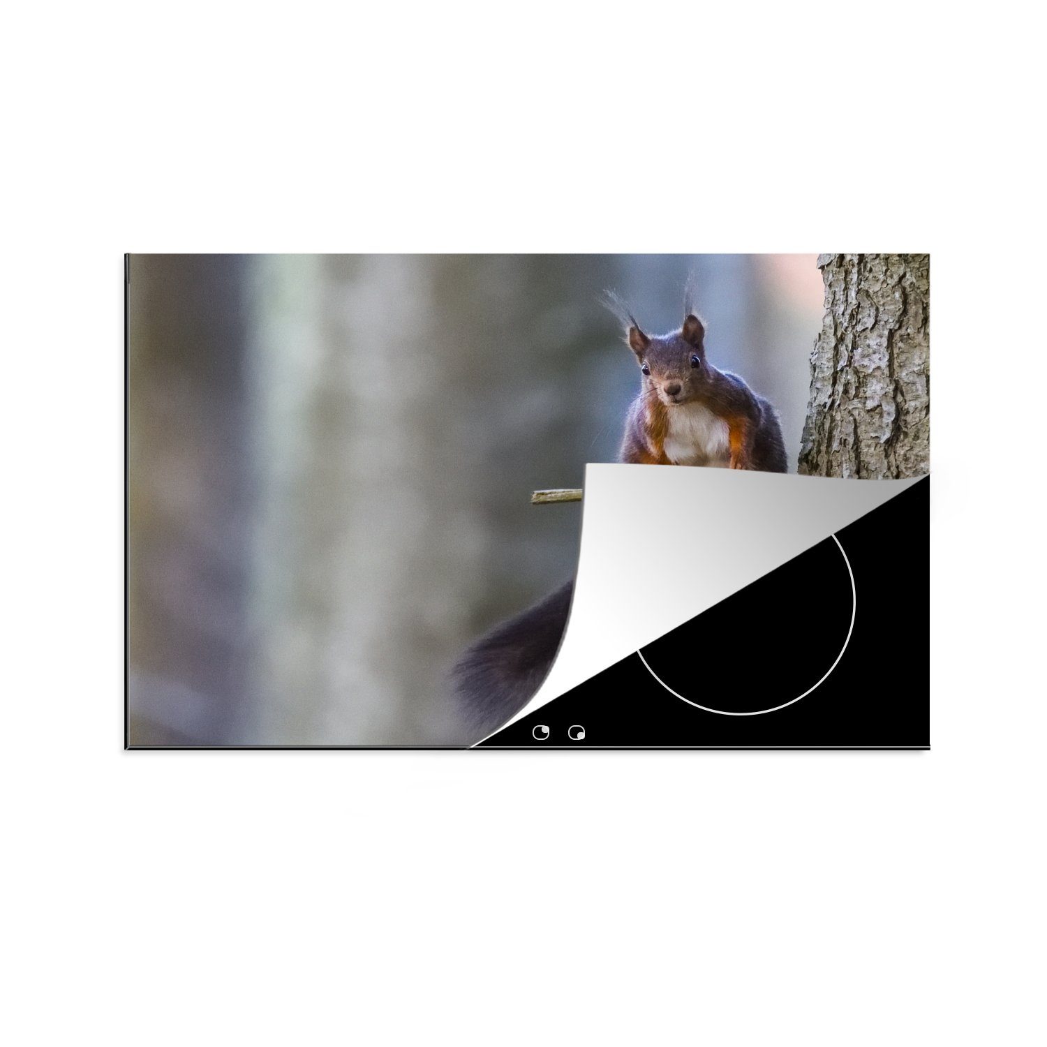 MuchoWow Herdblende-/Abdeckplatte Waldtier - Eichhörnchen - Äste, Vinyl, (1 tlg), 81x52 cm, Induktionskochfeld Schutz für die küche, Ceranfeldabdeckung
