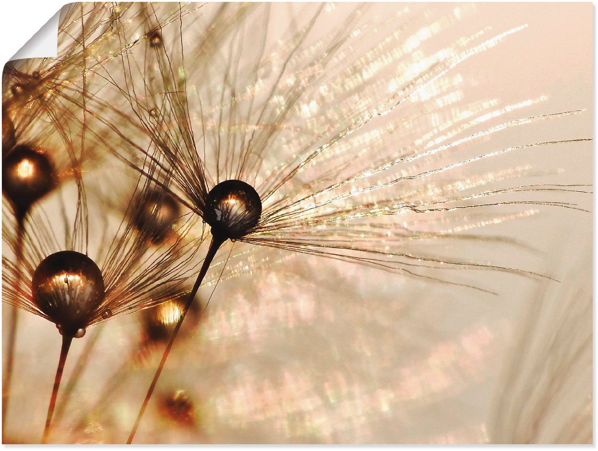 Artland Wandbild Pusteblume Goldener Tropfen, Blumen günstig online kaufen