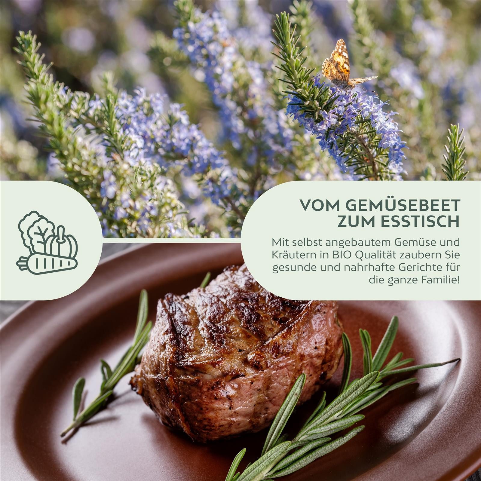 Growgreens Kräutersamen BIO Rosmarin Samen - Heilkräuter Saatgut aus bio. Anbau (40 Korn) – Bild 5 von 5