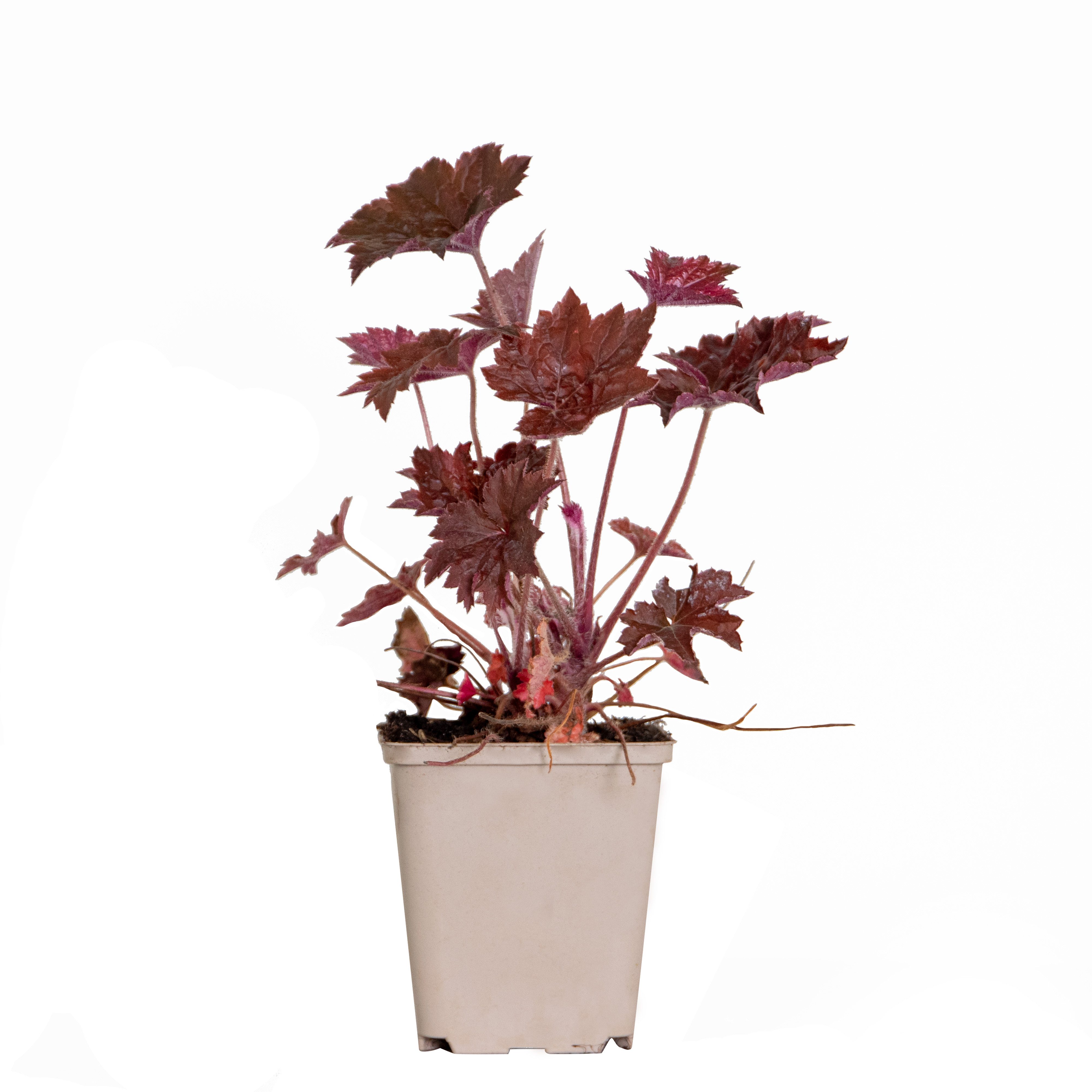 Bloomique Beetpflanze Bloomique - Heuchera Micrantha Palace Purple - Purpurglöckchen - Garte, 1 St.