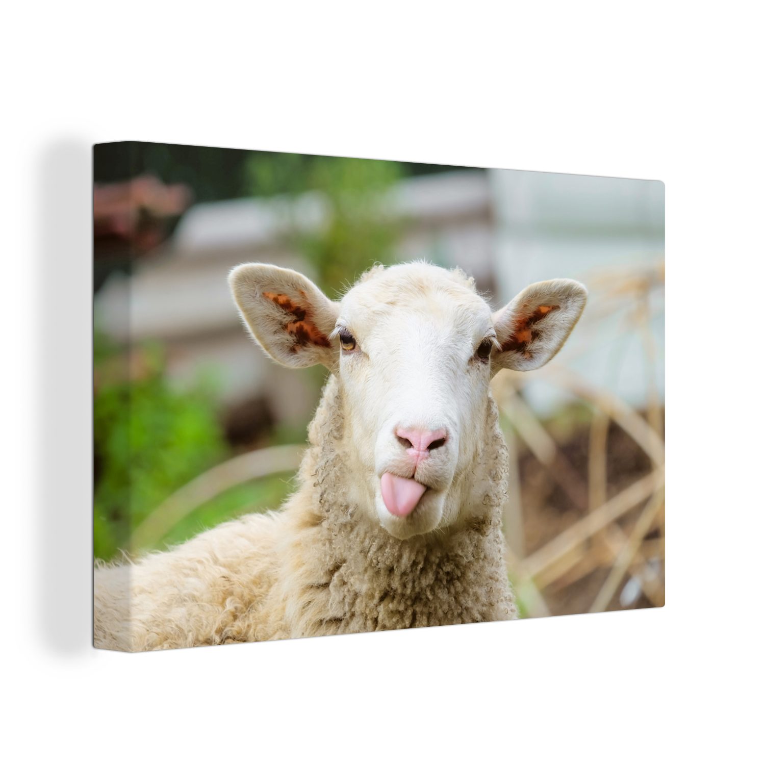 St), - Leinwandbild - 30x20 (1 Wanddeko, OneMillionCanvasses® Leinwandbilder, cm Tiere Aufhängefertig, Wolle, Wandbild Schafe