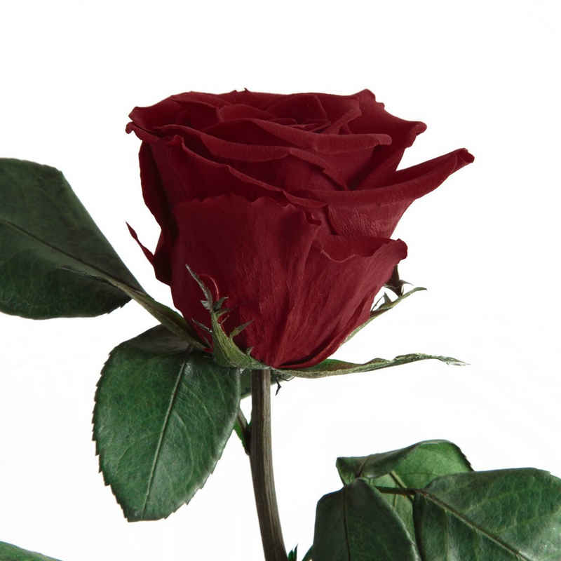 Kunstblume »Echte ewige Infinity Rose konserviert mit Stiel haltbare Rose« Rose, ROSEMARIE SCHULZ Heidelberg, Höhe 50 cm, Liebesbeweis Geschenk für sie Rose