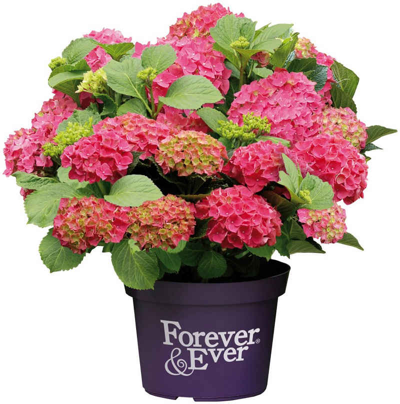 BCM Gehölze »Hortensie 'Forever and Ever Red'«, Höhe: 30-40 cm, 1 Pflanze