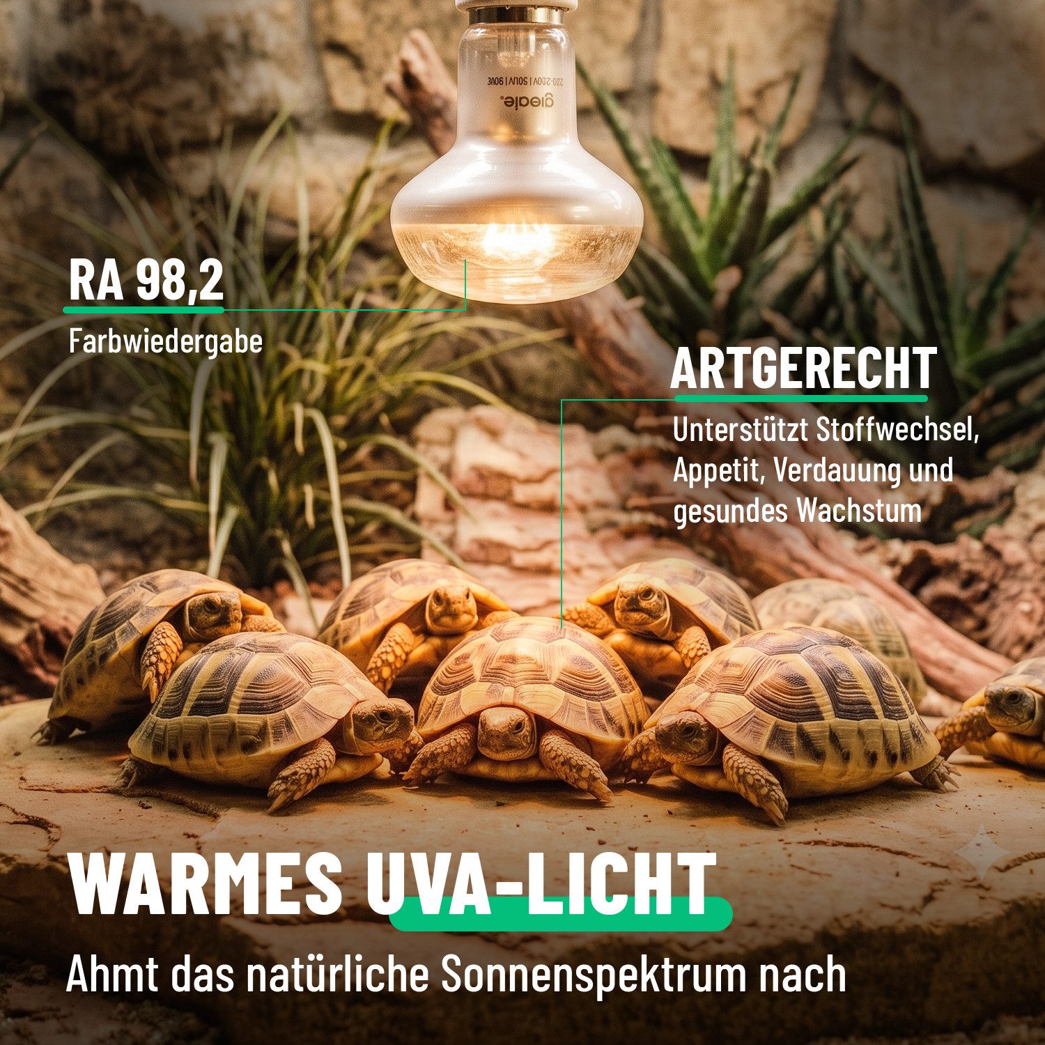 greate. Terrarienleuchte UVA Terrarium Lampe E27 50W - 4er Pack Reptilien Wärmelampe, warmweiß – Bild 3 von 5