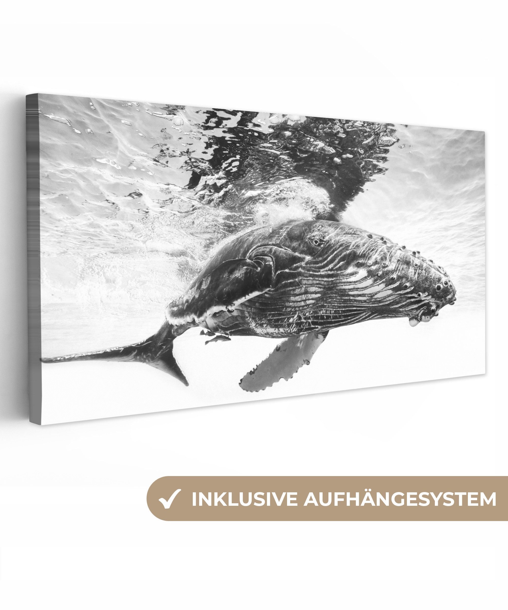 OneMillionCanvasses® Leinwandbild Panorama Wal - Wasser günstig online kaufen