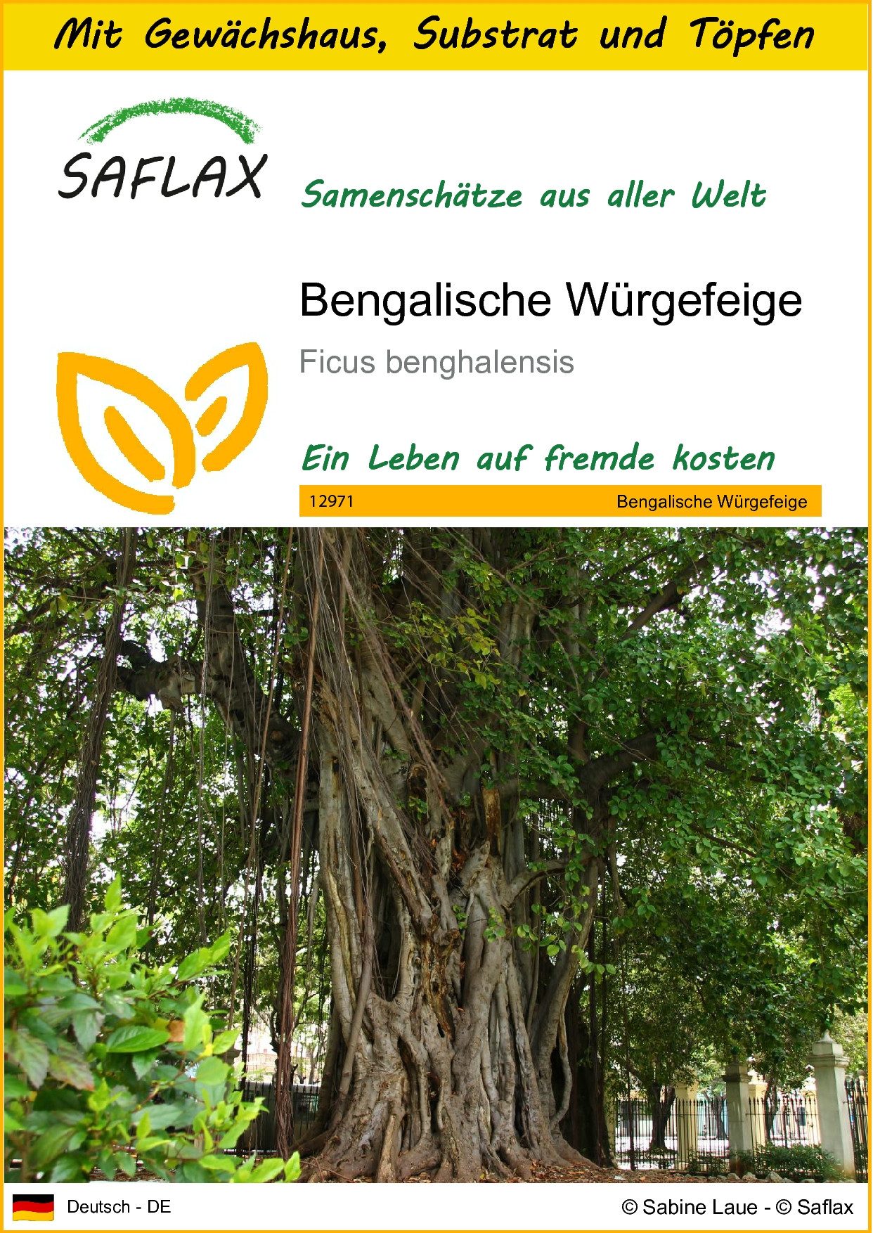 SAFLAX Blumensamen SAFLAX - Anzuchtset - Bengalische Würgefeige