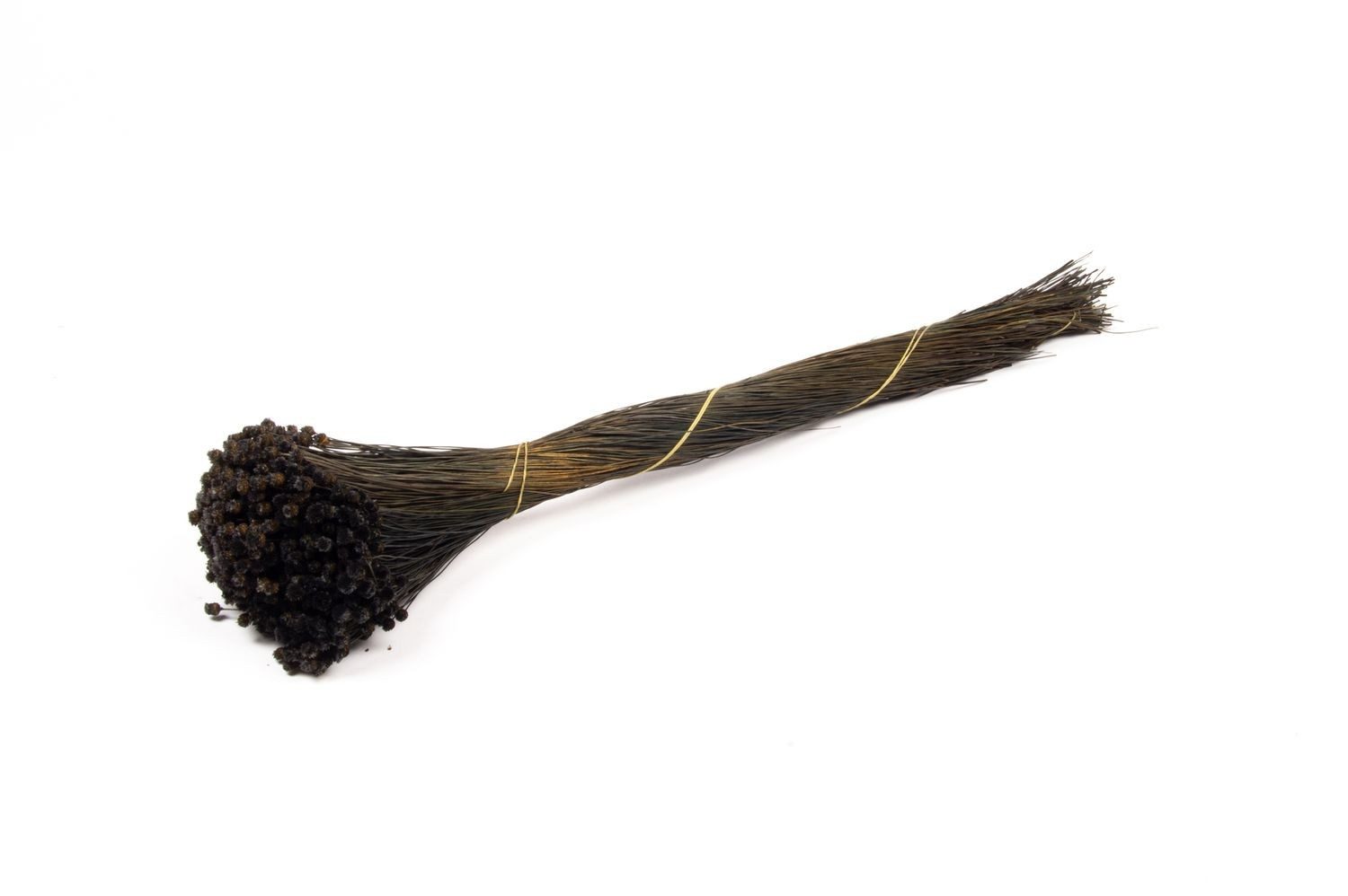 Trockenblume Mittelmeer-Strohblume getrocknet AKALITI, schwarz, 40-55cm, Ø11cm, INNA-Glas, Höhe 55.0 cm