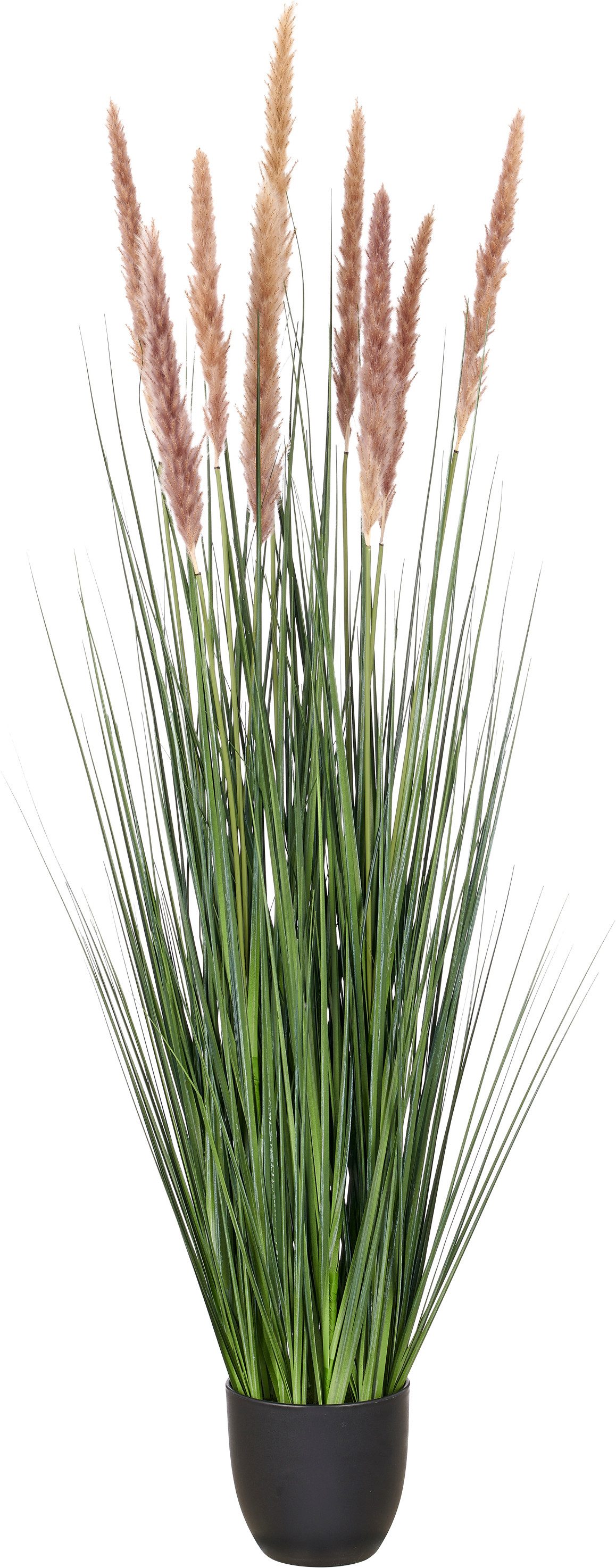 Kunstgras Grasbusch Cortaderia selloana, Creativ green, Höhe 130 cm, mit Naturwedeln