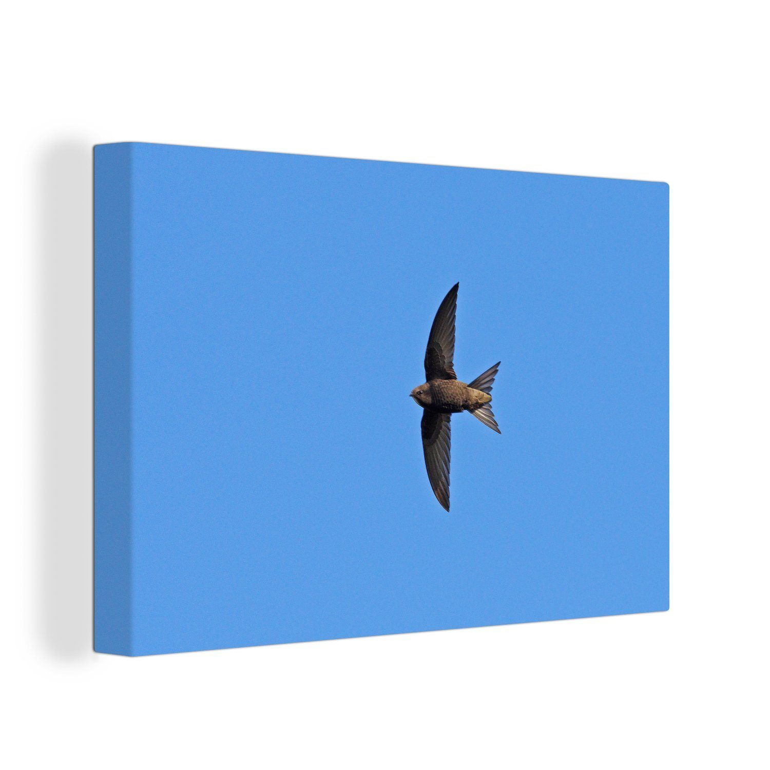 OneMillionCanvasses® Leinwandbild Ein Mauersegler fliegt über einen klaren blauen Himmel, (1 St), Wandbild Leinwandbilder, Aufhängefertig, Wanddeko, 30x20 cm