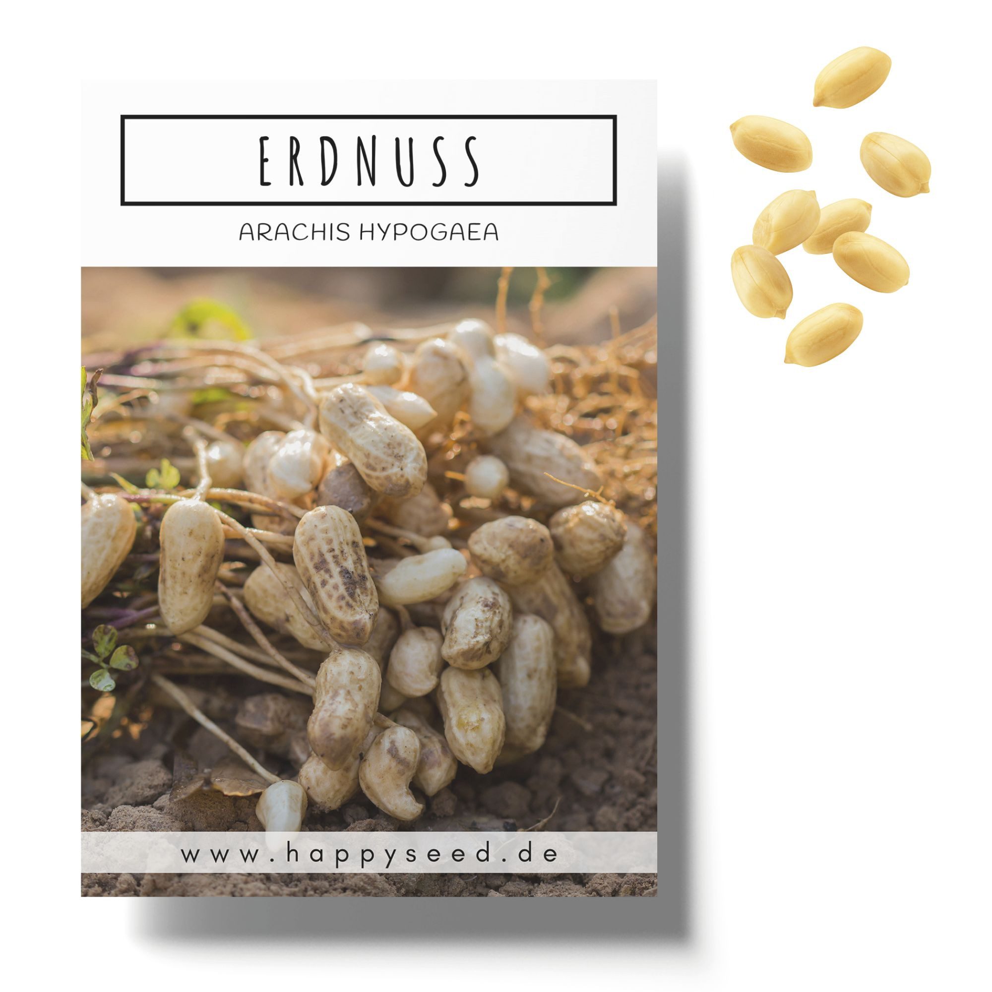 HappySeed Blumensamen Erdnuss Samen - Arachis hypogeae, Blumen günstig online kaufen