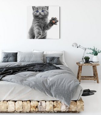 Pixxprint Leinwandbild süße kleine blaue Katze, süße kleine russisch Blau (1 St), Leinwandbild fertig bespannt, inkl. Zackenaufhänger