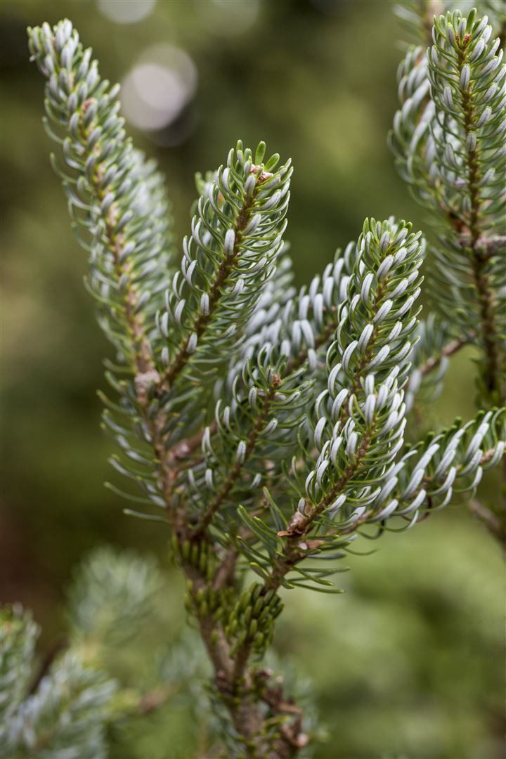 Pflanzen für Dich Konifere Abies koreana Silberlocke, 1 St., Koreatanne, Silberlocke-Tanne, silberne Nadeln, kompakter Wuchs