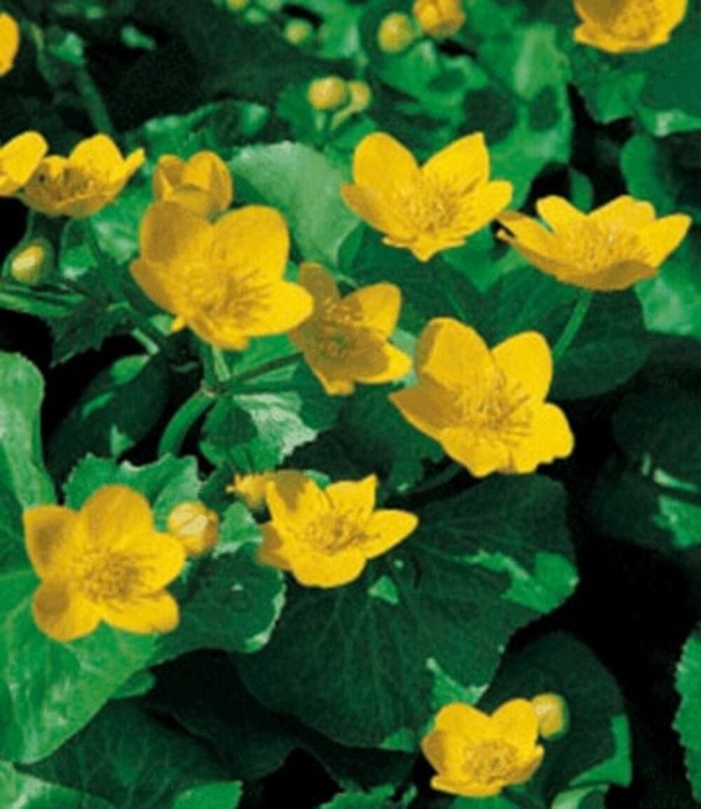 BALDUR Garten Wasserpflanze Sumpfdotterblume, 3 St., Butterblume, winterhart, mehrjährig, pflegeleicht