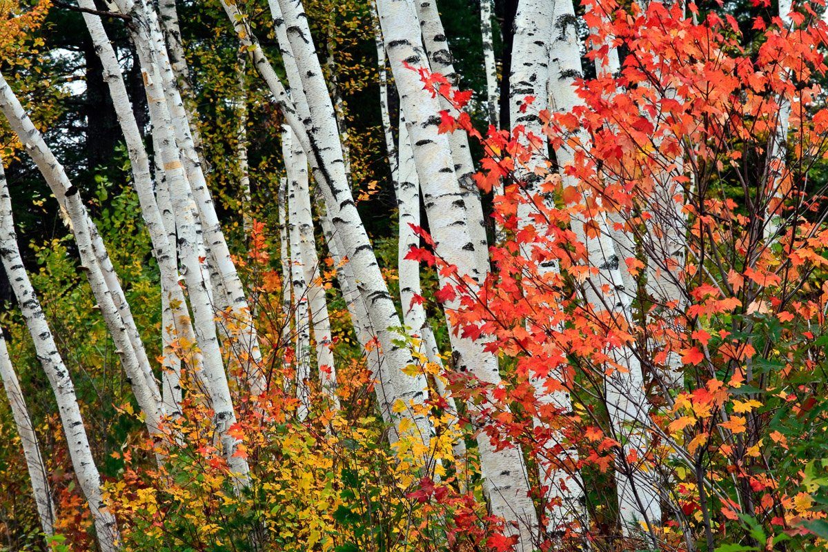 Papermoon Fototapete Herbst Birkenwald