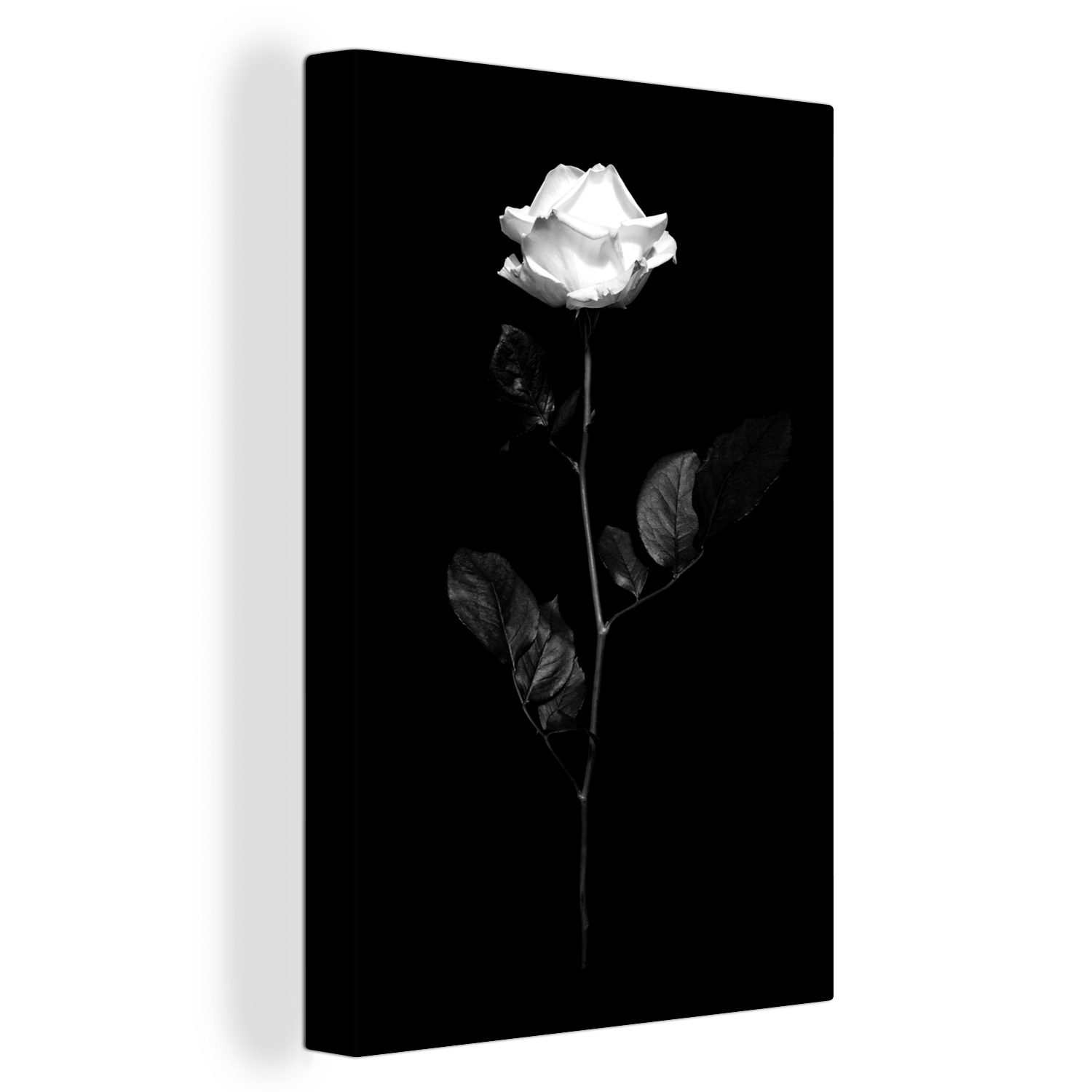 Leinwandbild Eine weiße Rose auf schwarzem Hintergrund - schwarz und weiß