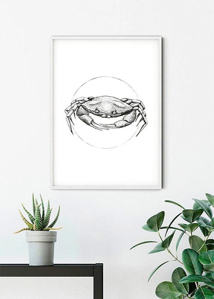 Komar Poster Crab White, Tiere (1 St), Kinderzimmer, Schlafzimmer,  Wohnzimmer
