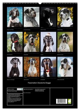 CALVENDO Wandkalender Faszination Deutsche Dogge (Premium, hochwertiger DIN A2 Wandkalender 2023, Kunstdruck in Hochglanz)
