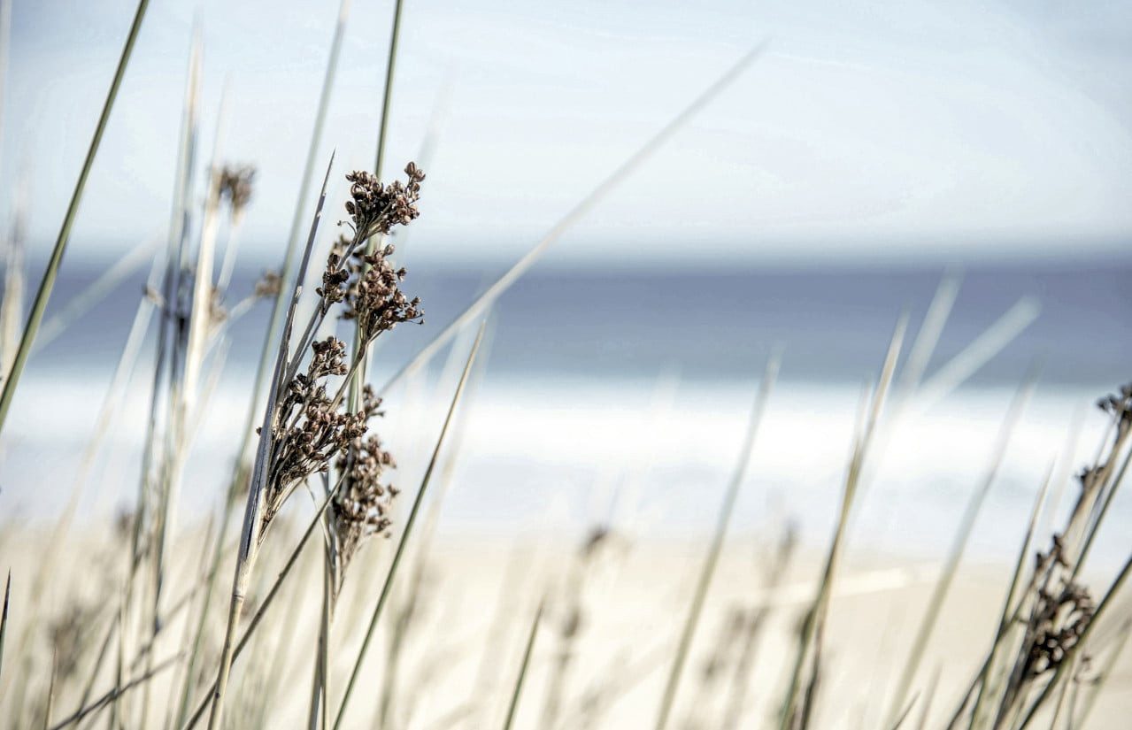 The Wall - the art of framing AG Wandbild Decoblock 90x58 cm Strandblume, Blumen