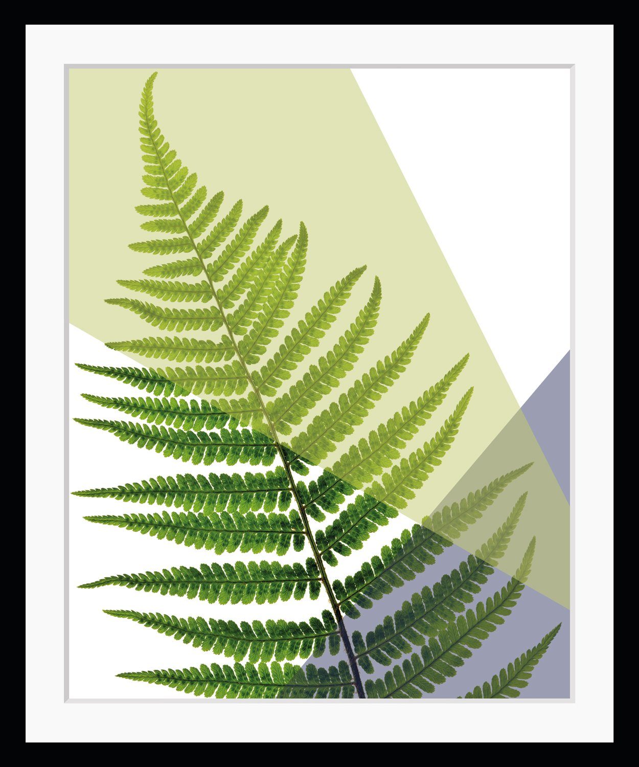 queence Bild Fahn, Blätter, Kunst, Pflanzen, Pflanzenbilder, HD Premium Poster-Druck inkl. Holzrahmen. € 41,24