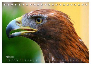 CALVENDO Wandkalender Jagdvögel (Tischkalender 2024 DIN A5 quer), CALVENDO Monatskalender