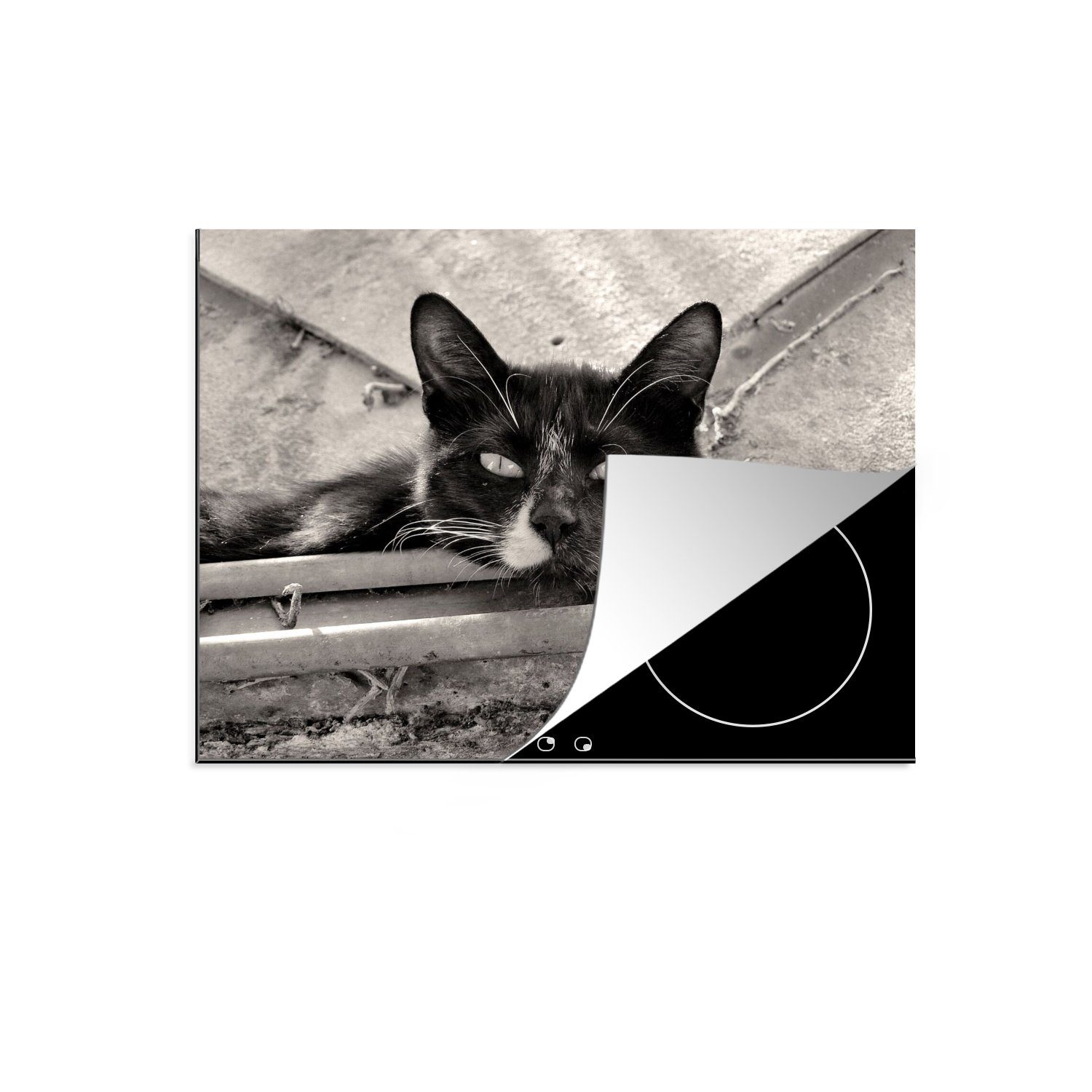 MuchoWow Herdblende-/Abdeckplatte Nahaufnahme einer Katze, Vinyl, (1 tlg), 70x52 cm, Mobile Arbeitsfläche nutzbar, Ceranfeldabdeckung