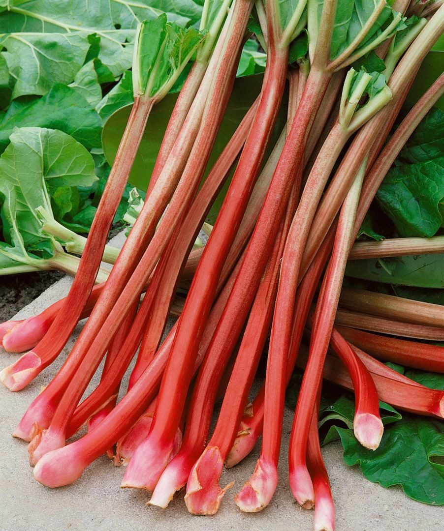 Pflanzen für Dich Obstpflanze Rheum rhabarbarum Victoria, 1 St., Rhabarber, günstig online kaufen