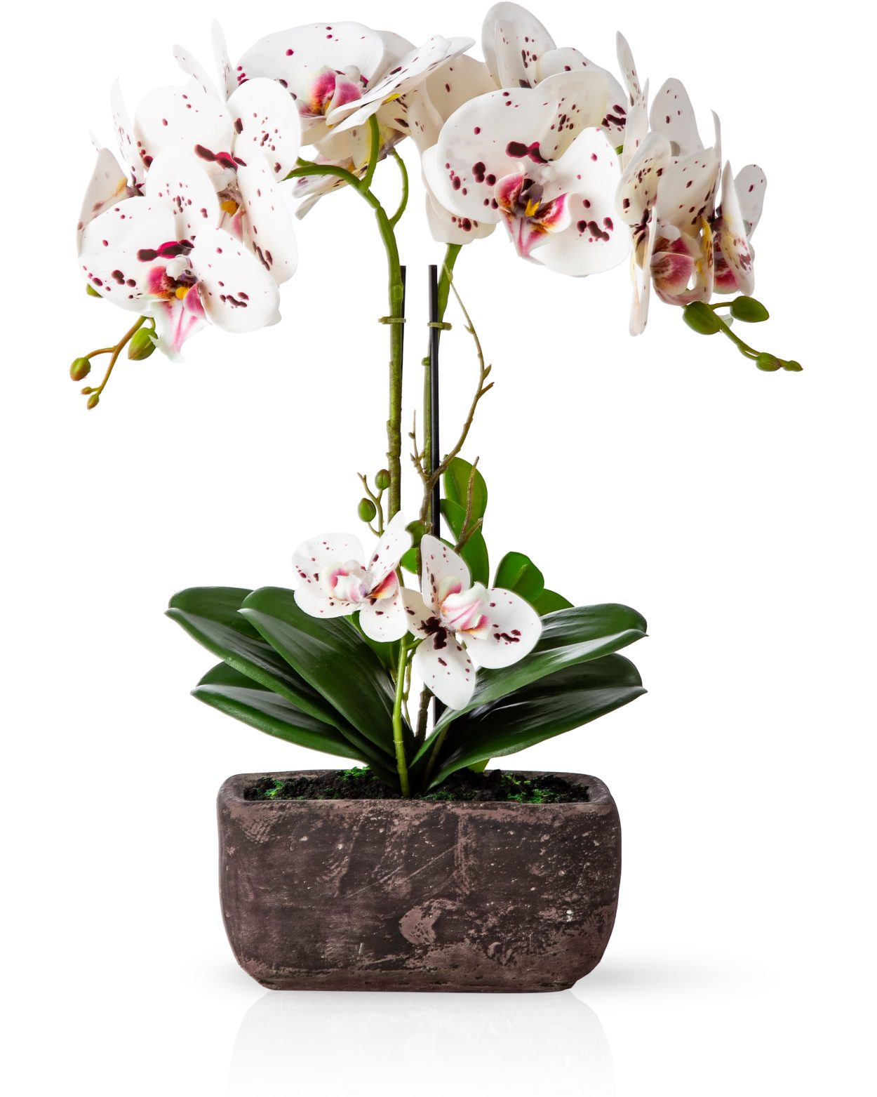 Kunstorchidee PASCH® Orchidee künstlich wie echt (40cm) in Urban Stone Töpfen Orchidee, PASCH, Real Touch Blüten, Handgefertigter Stone Cube