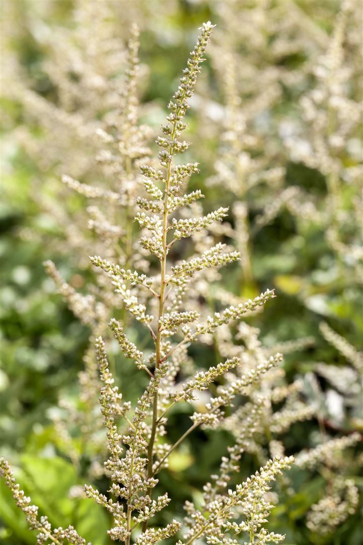 Pflanzen für Dich Staude Astilbe arend. Brautschleier, 1 St., Prachtspiere, Astilbe