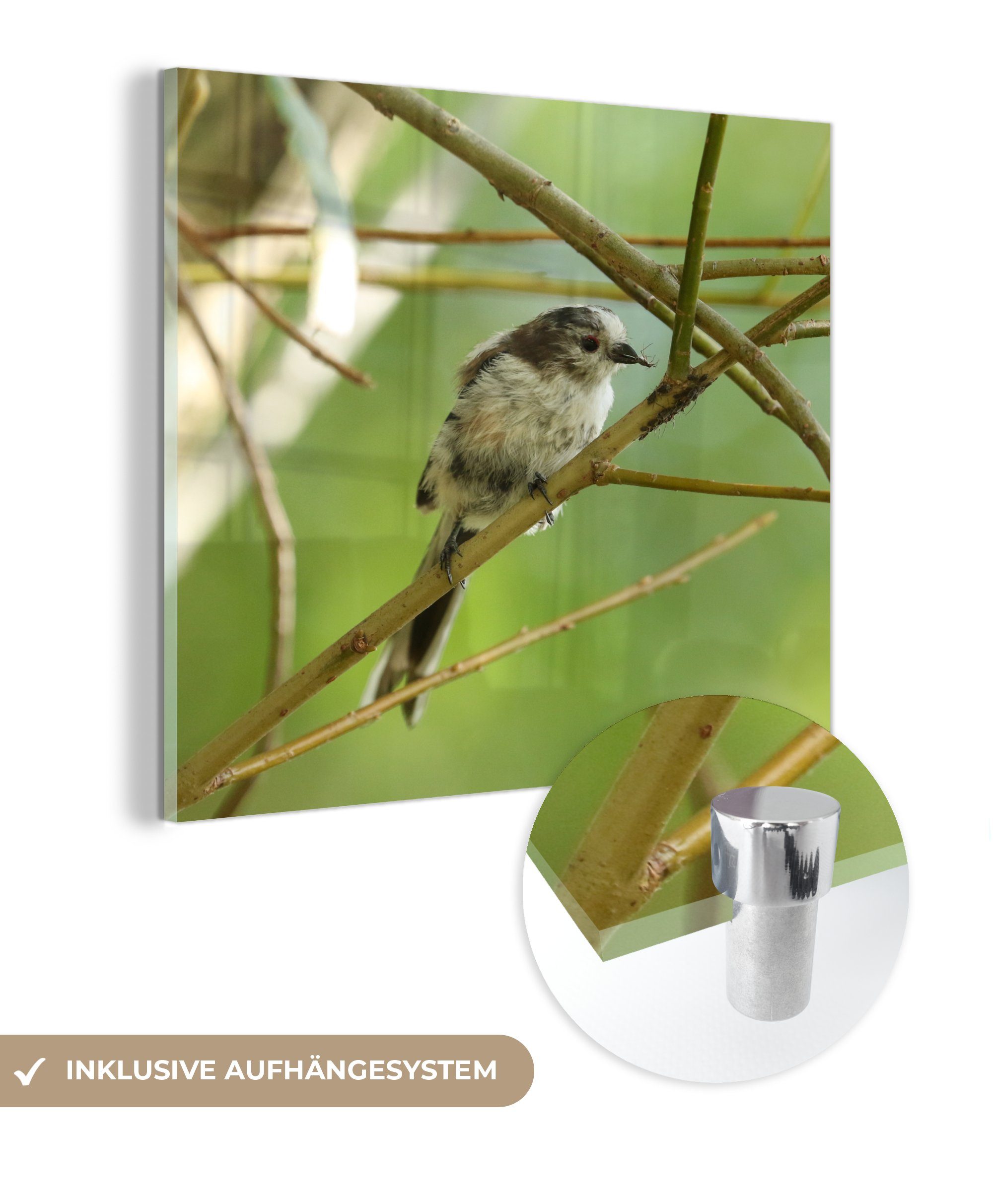 MuchoWow Acrylglasbild Vogel zwischen den Zweigen, (1 St), Glasbilder - Bilder auf Glas Wandbild - Foto auf Glas - Wanddekoration