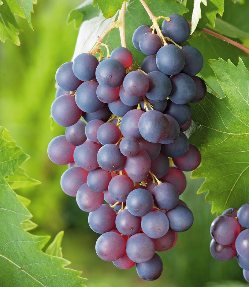 BALDUR Garten Obstpflanze Kernlose Tafel-Traube 'Venus®', 1 St., Selbstbefruchtend,winterhart, mehrjährig, pflegeleicht