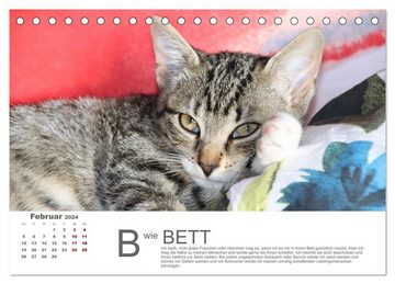 CALVENDO Wandkalender Katzen ABC (Tischkalender 2024 DIN A5 quer), CALVENDO Monatskalender