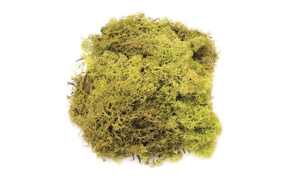 Glorex Bastelnaturmaterial Glorex Islandmoos hellgrün 50 g