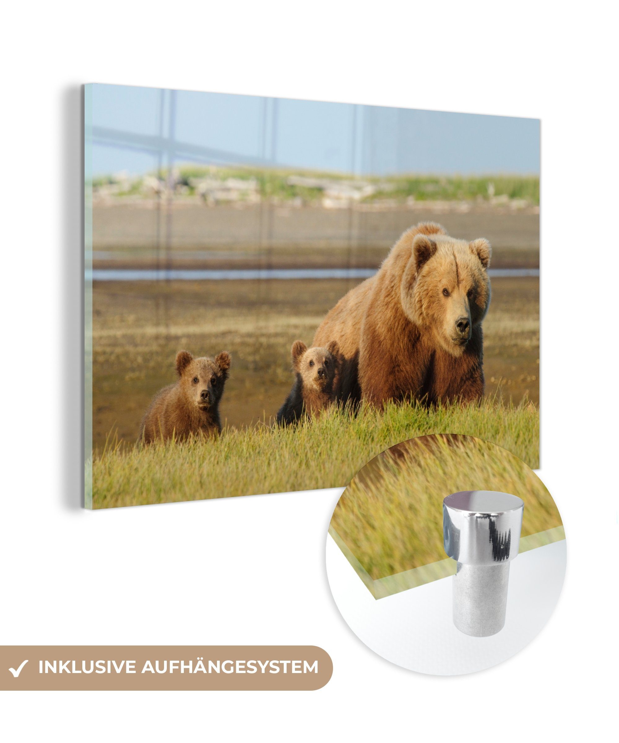 MuchoWow Acrylglasbild Bär - Grizzly - Jungtiere, (1 St), Acrylglasbilder Wohnzimmer & Schlafzimmer