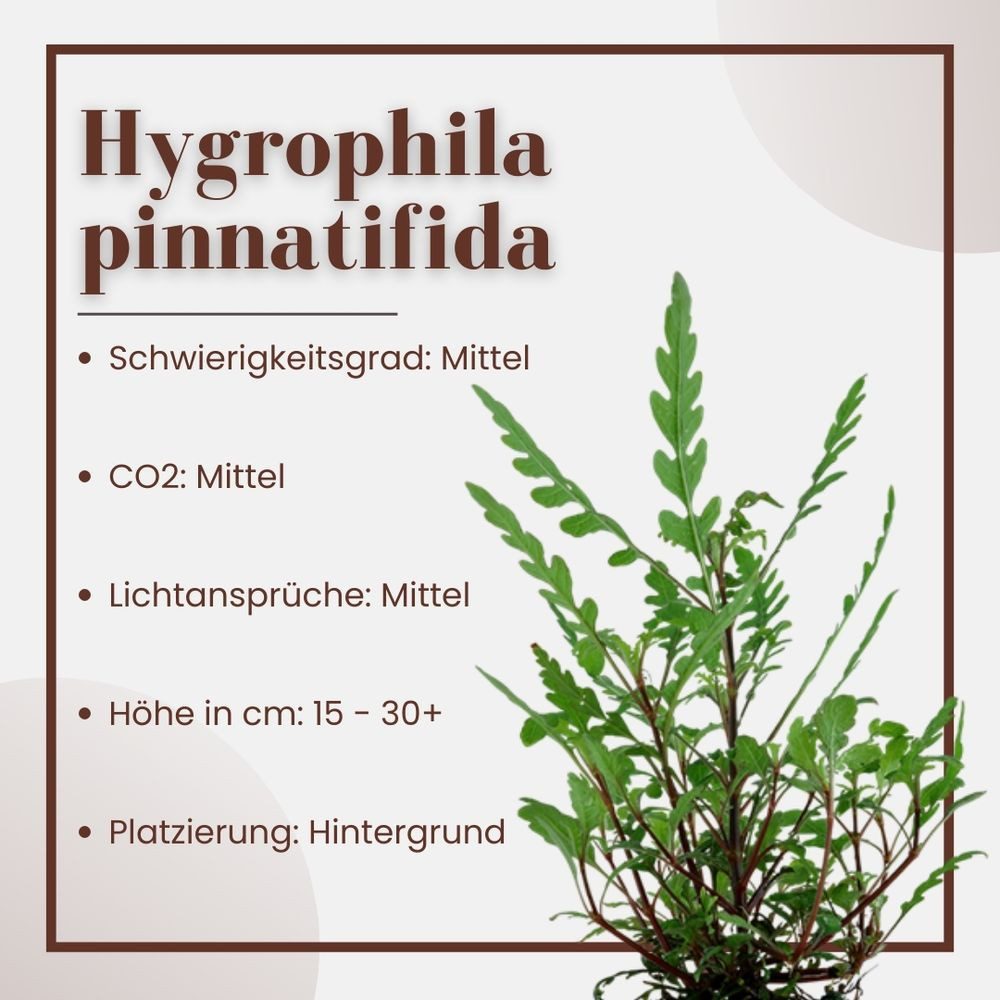 Aquaone Wasserpflanze Aquarium Pflanze Hygrophila pinnatifida Nr.351A günstig online kaufen