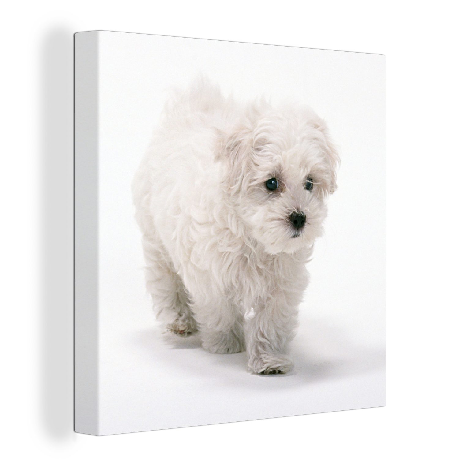 OneMillionCanvasses® Leinwandbild Niedlicher kleiner Malteserhund, (1 St), Leinwand Bilder für Wohnzimmer Schlafzimmer