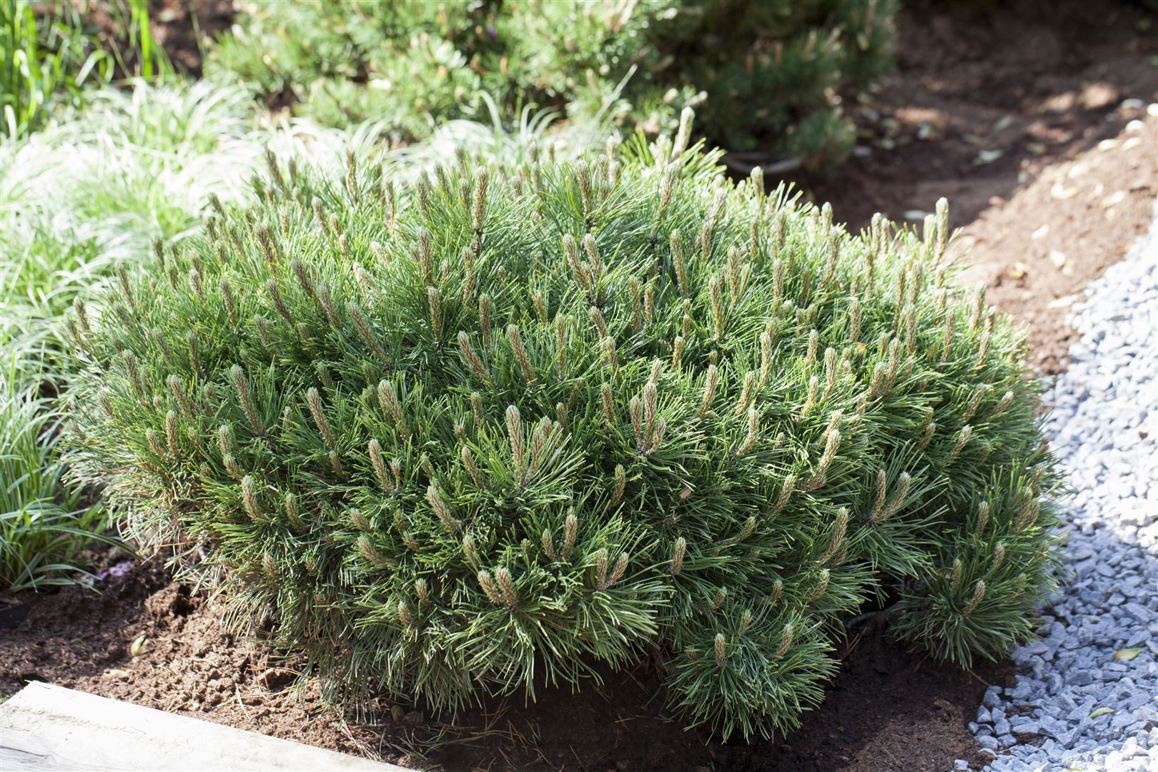 Pflanzen für Dich Konifere Pinus mugo pumilio, 1 St., Bergkiefer, Latschenkiefer, Krummholz-Kiefer, Zwergkiefer, kompakt, immergrün