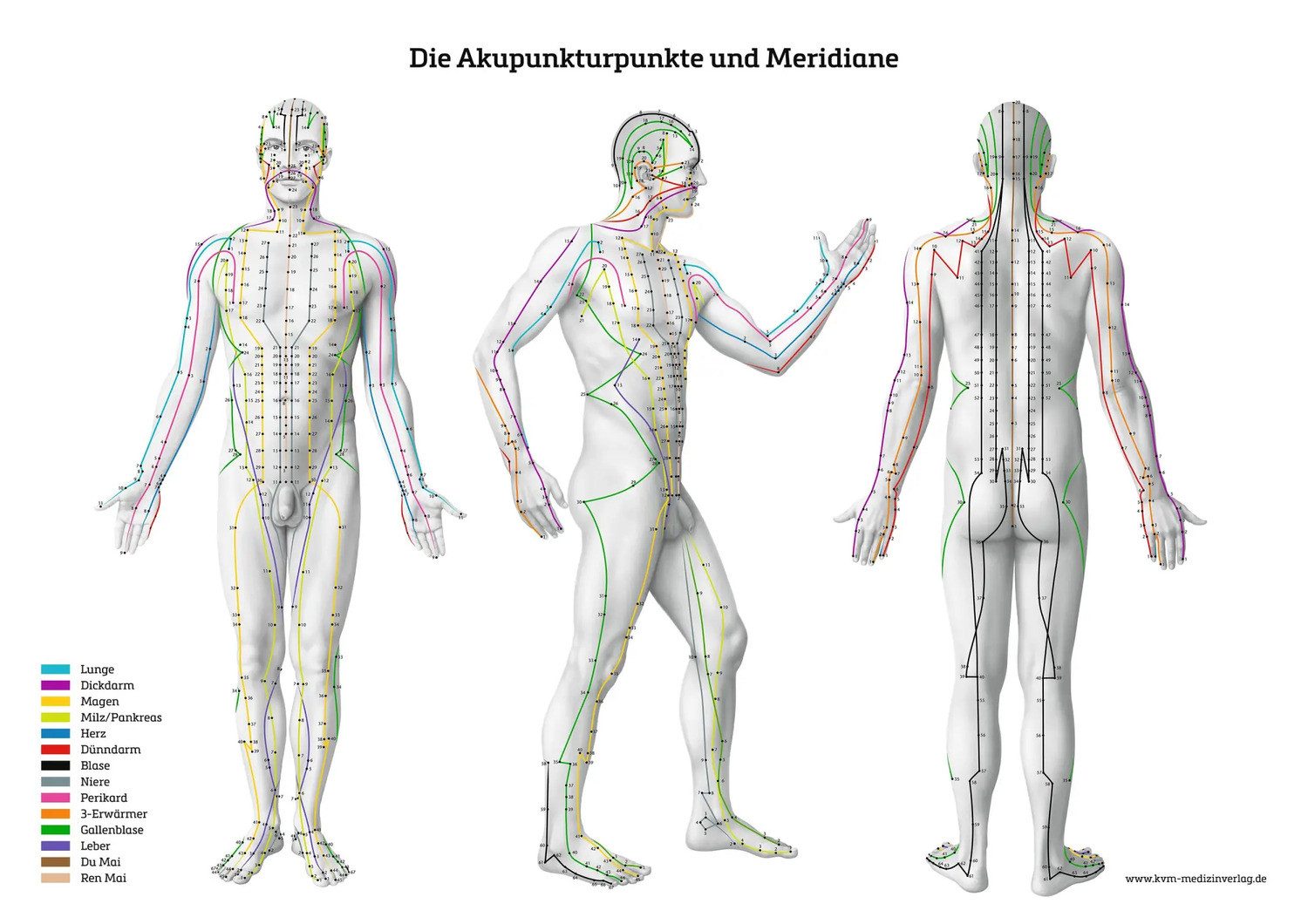 Poster Lernposter - Die Akupunkturpunkte und günstig online kaufen