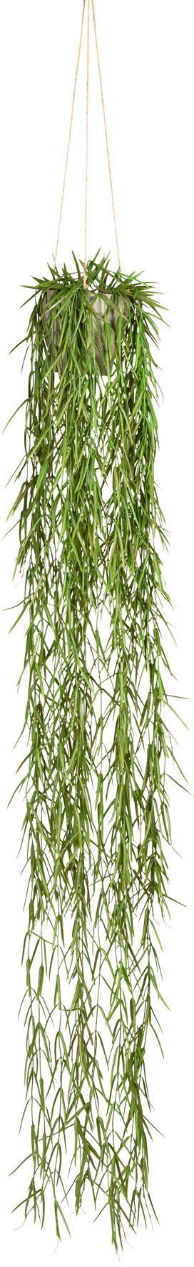 Kunstranke Tillandsia aeranthos im Hängetopf Sukkulente, günstig online kaufen
