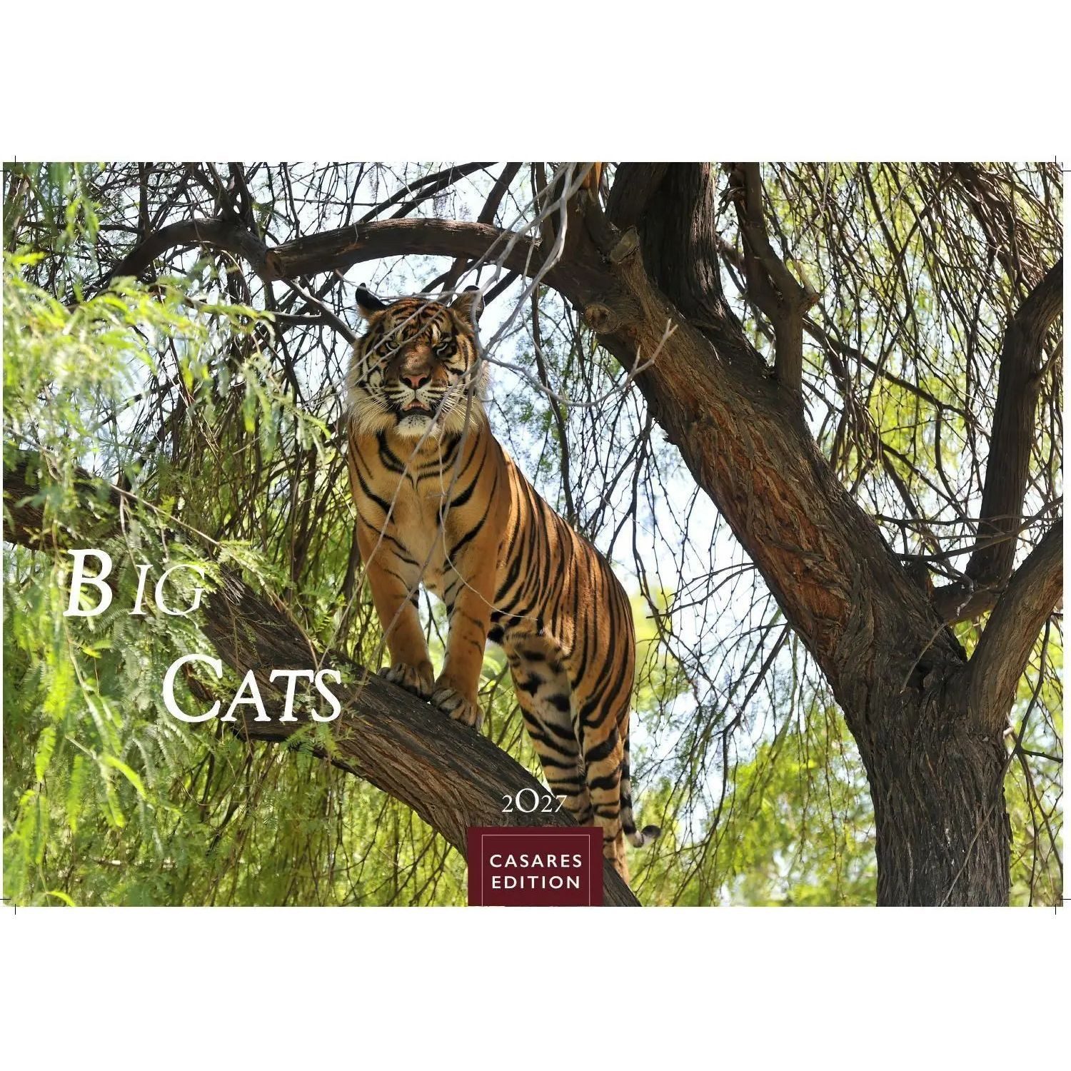 Wandkalender Big Cats Kalender 2027 - Wandkalender, Fotokalender Tierkalender...