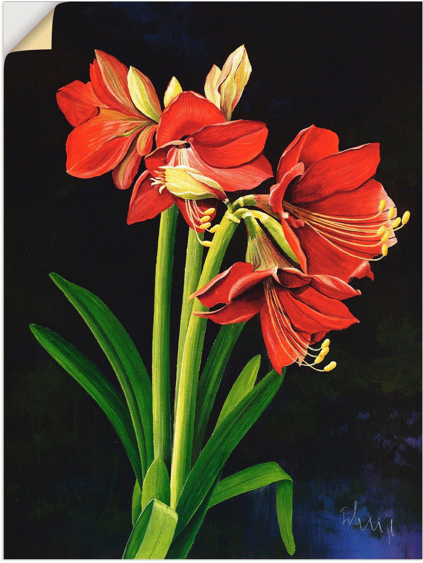 Artland Wandbild Amaryllis, Blumen (1 Leinwandbild, Wandaufkleber Größen Poster St), in versch. als oder