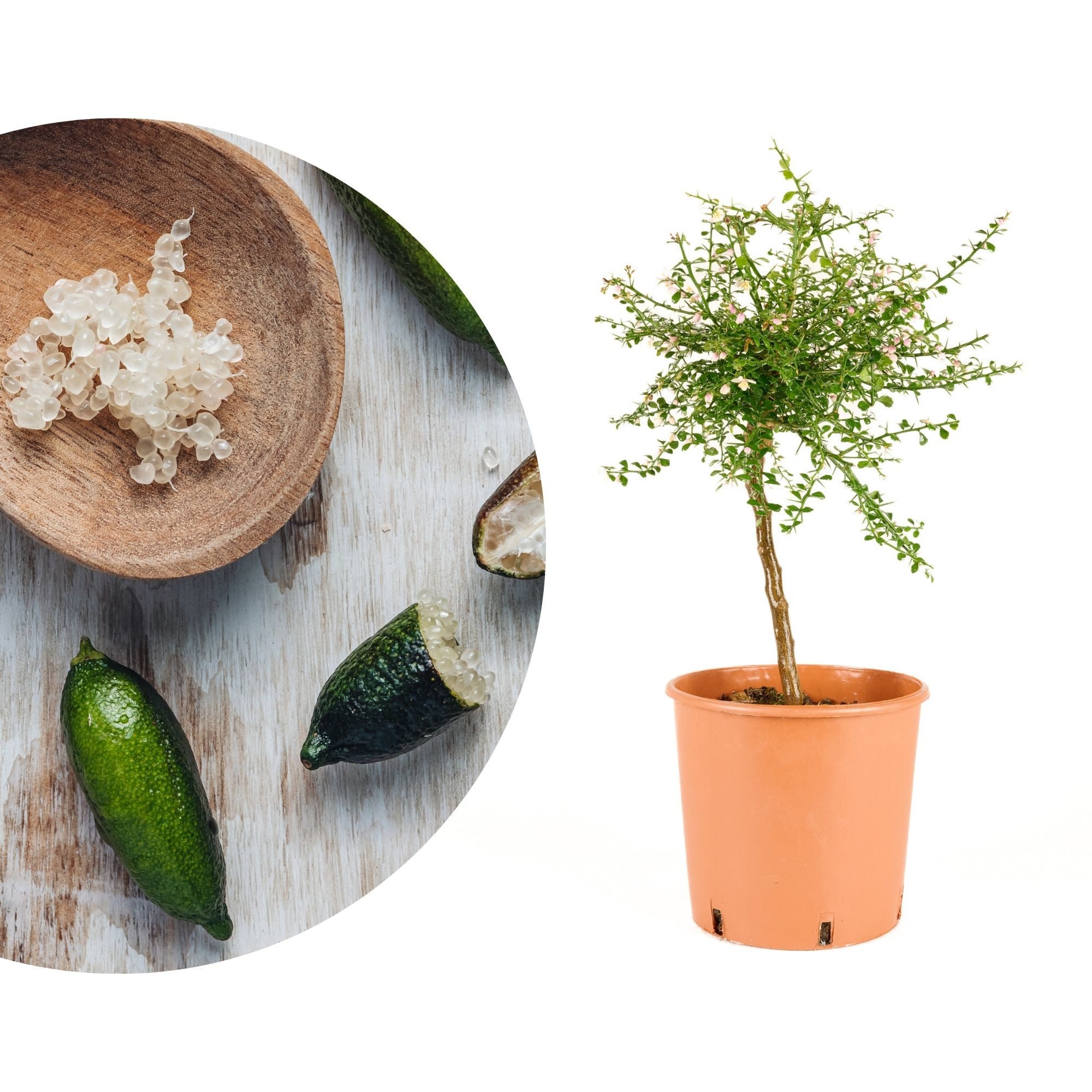 Meine Orangerie Obstpflanze Fingerlimette - Microcitrus australasica - Kaviarlimette, verschiedene Sorten im Ø22 cm Topf, professionell veredelter und fruchtreifer Zitrusbaum