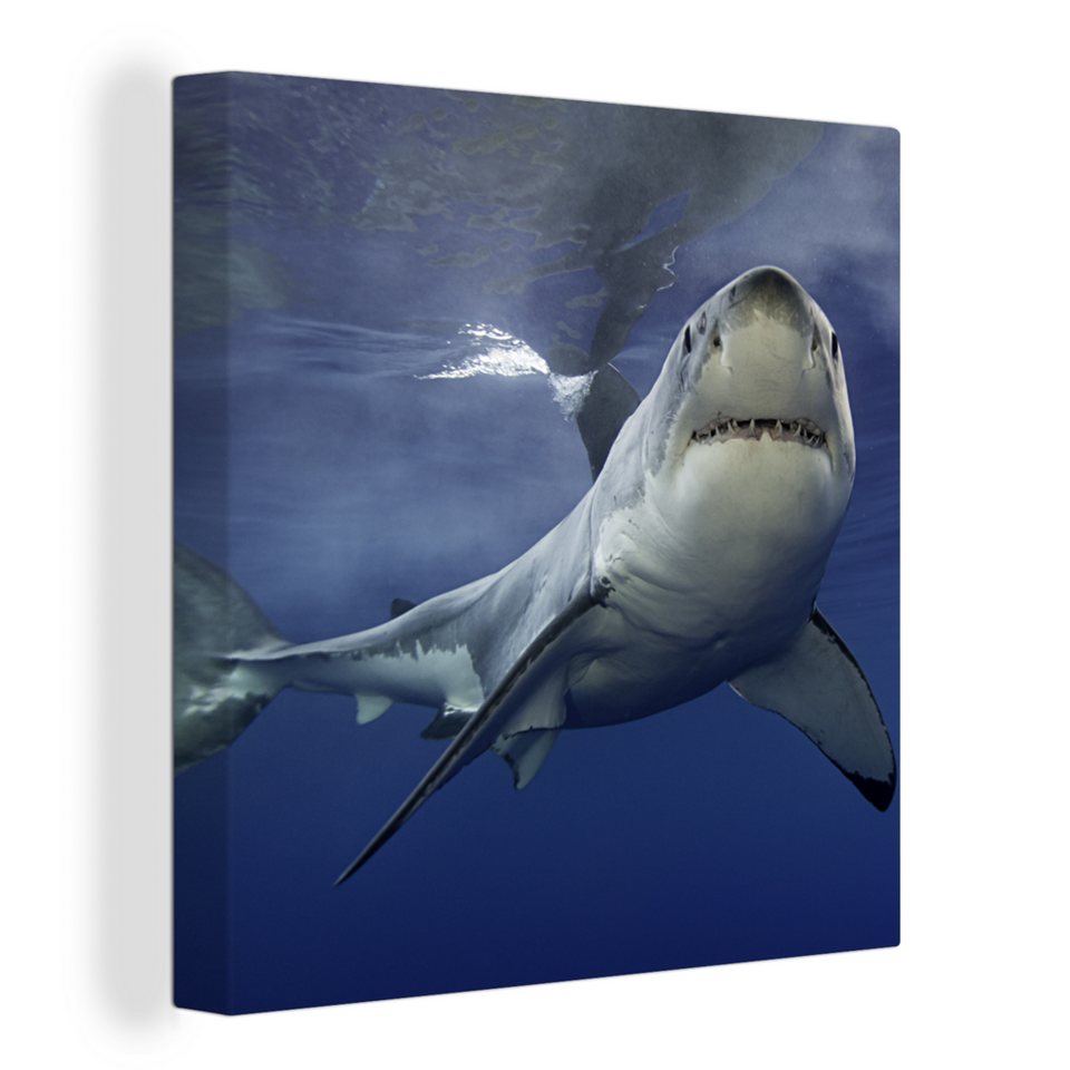 OneMillionCanvasses® Leinwandbild Weißer Hai, (1 St), Leinwand Bilder für  Wohnzimmer Schlafzimmer