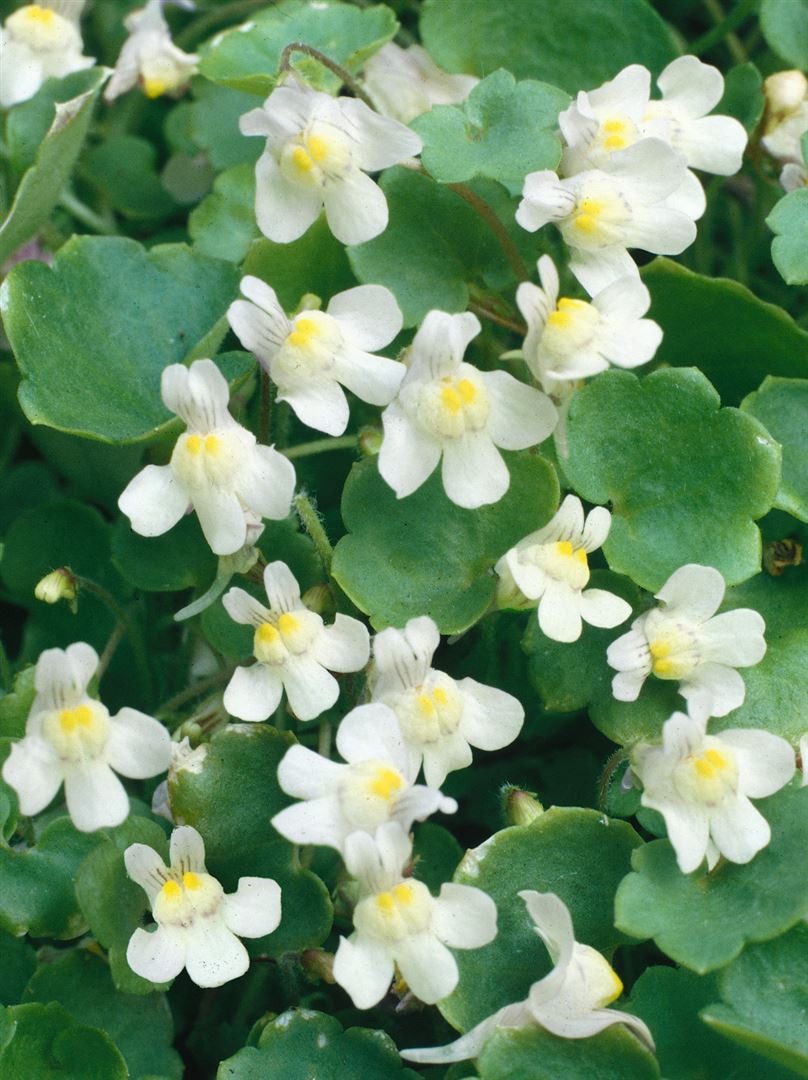 Pflanzen für Dich Staude Cymbalaria pallida Albiflora, 1 St., Blasszimbelkraut, Zimbelkraut