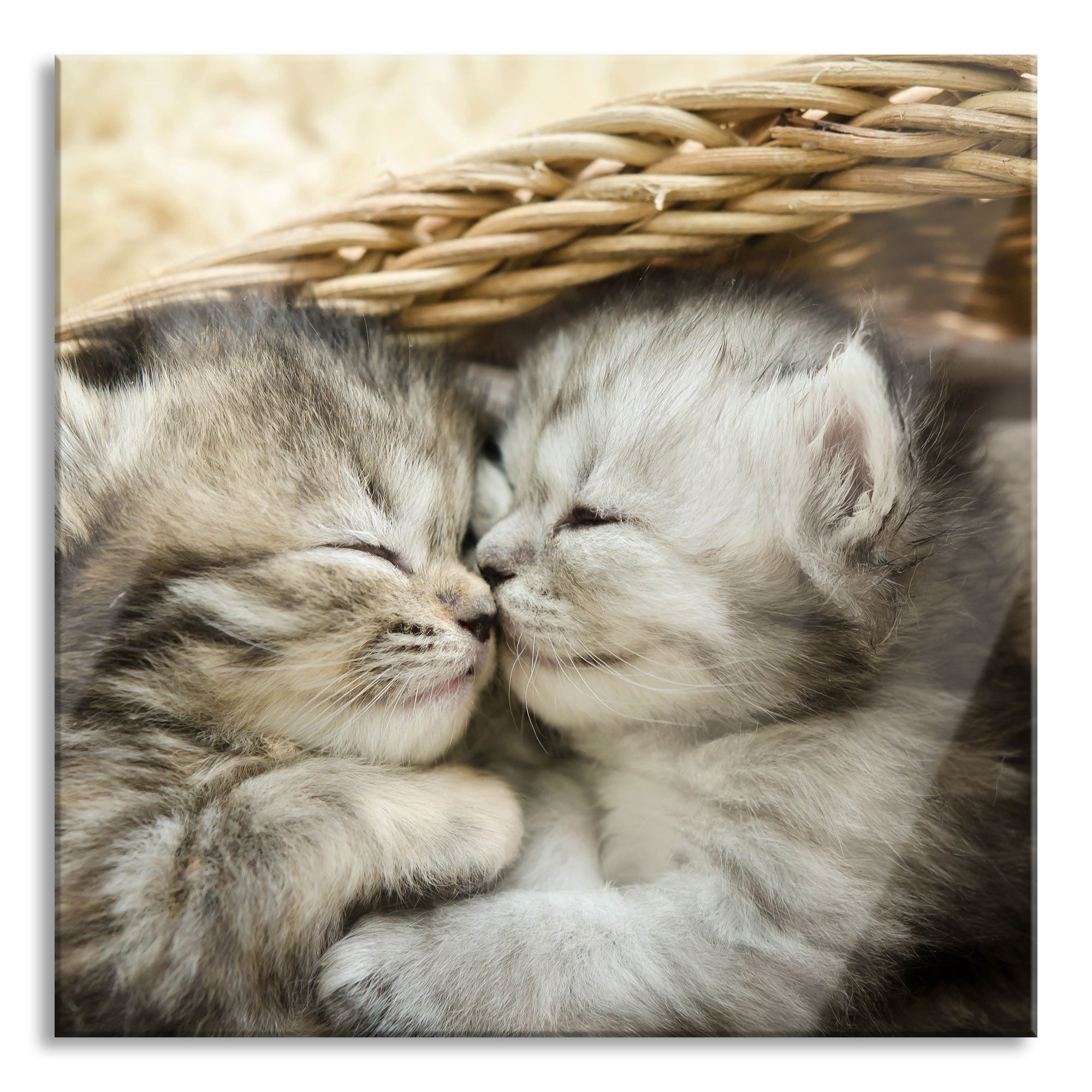 Pixxprint Glasbild niedliche Katze beim schlafen, niedliche Katze beim ...