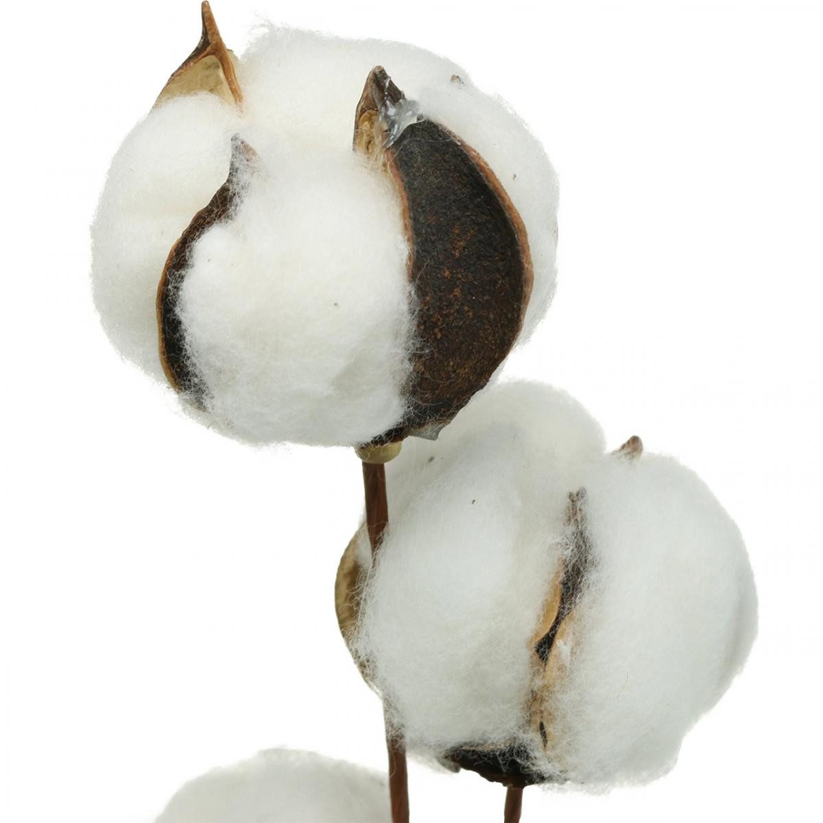 Trockenblume Baumwollzweig Deko Echte Baumwolle Dekozweig 5 Köpfe 50cm für, Florists Products, Höhe 6 cm – Bild 4 von 5
