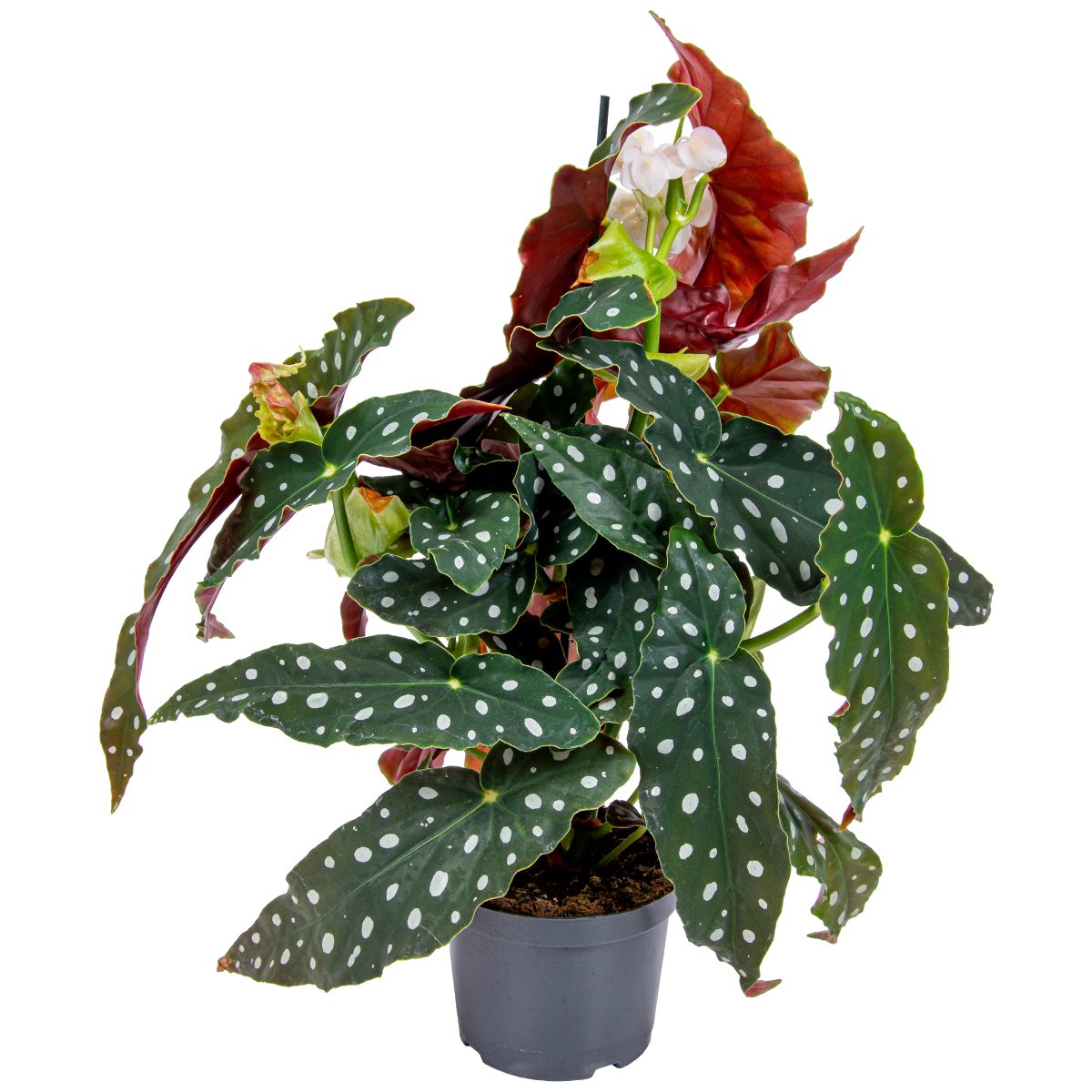 Bloomique Zimmerpflanze Bloomique - Begonia Maculata - Punkt-Begonie - Punktpflanze - Zimmerpf, 1 St.